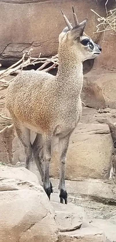 Small antelope on rocky cliff in natural habitat.