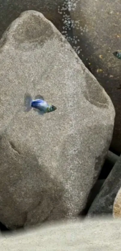 Underwater rocks with small fish swimming peacefully in a serene setting.