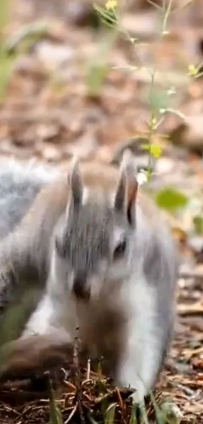 Rodent Grey Squirrel Fawn Live Wallpaper