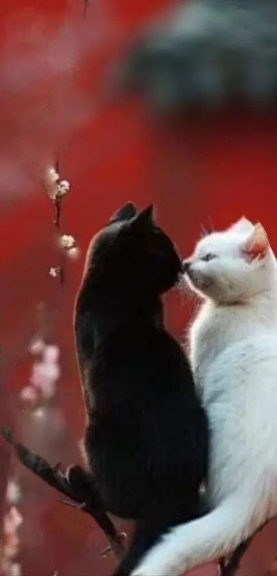 Two cats sharing a tender moment on a red background.