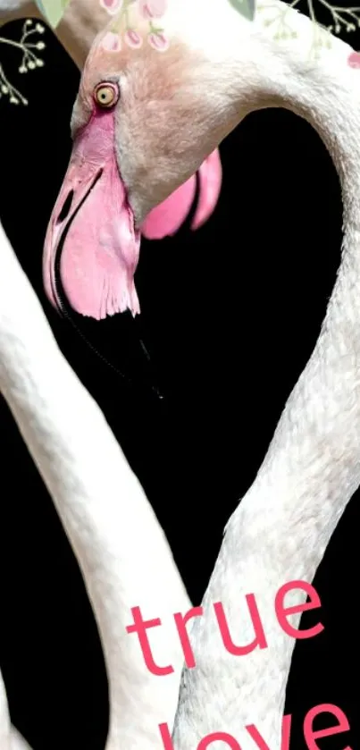 Romantic flamingos forming a heart shape with 'true love' text.