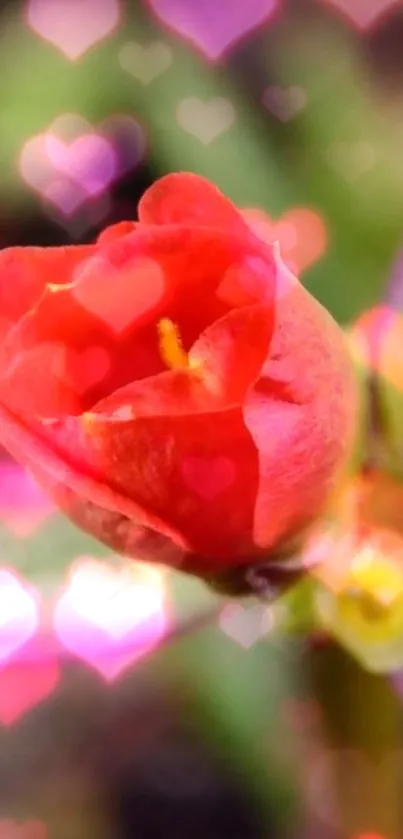 Red flower with heart overlays in vibrant romantic wallpaper.