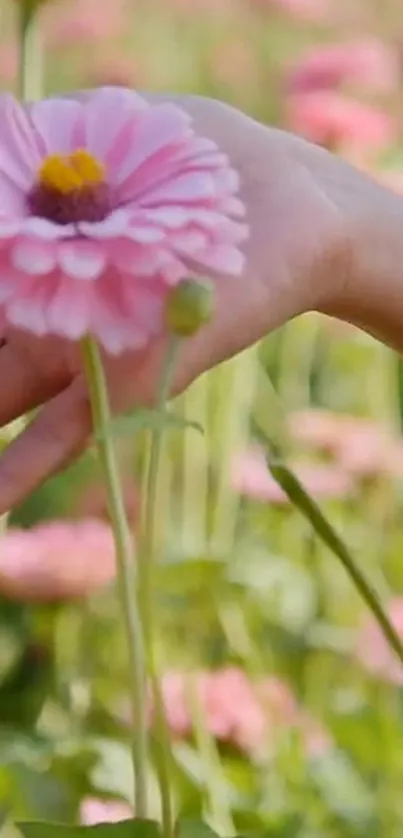 Hand holding pink flower in a serene floral field.