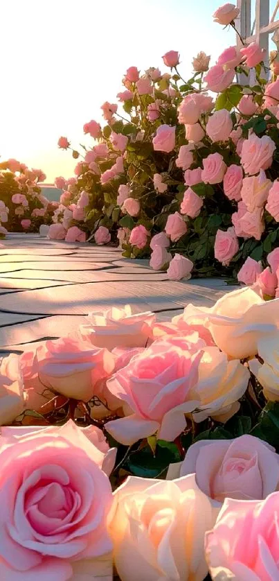 Serene pathway lined with pink roses in a sunlit garden.