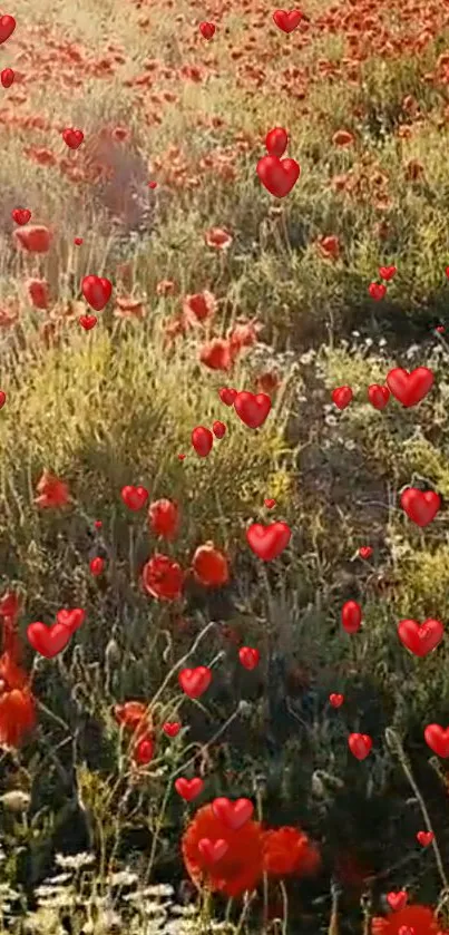 Field of poppies with red hearts in sunlight, ideal for romantic wallpaper.