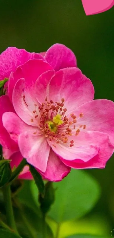 Pink flower and hearts mobile wallpaper with green background.