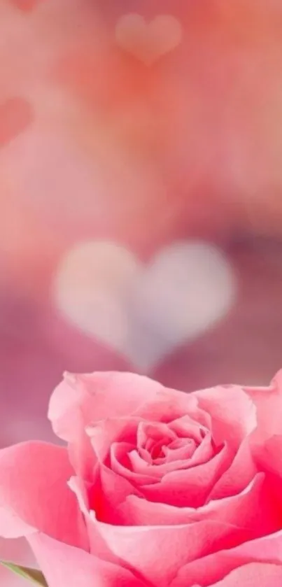 A pink rose with a dreamy heart bokeh background.