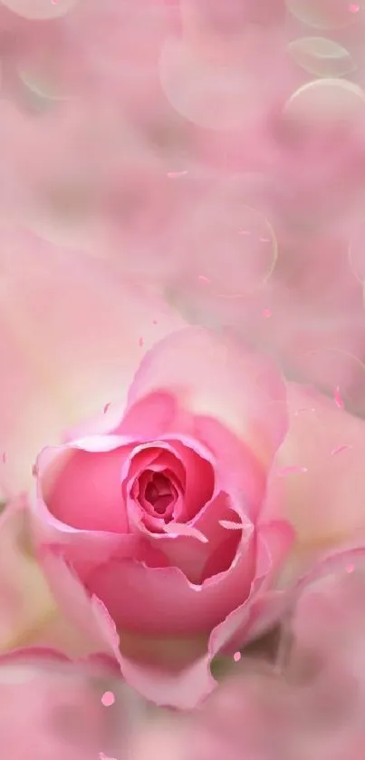 Delicate pink rose with soft bokeh background for mobile wallpaper.