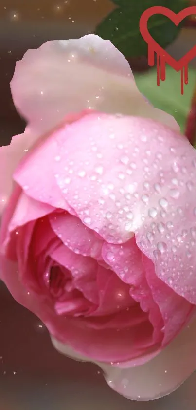 Romantic pink rose wallpaper with dewdrops and heart icon.