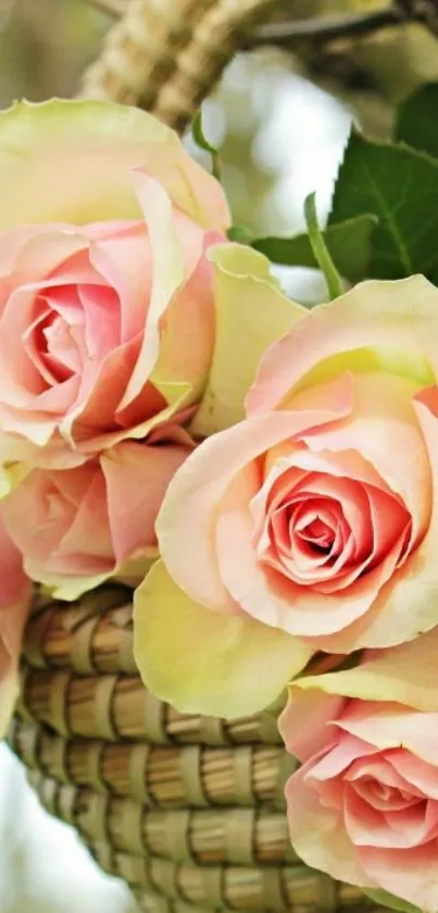 Pink roses in a woven basket, perfect for romantic mobile wallpaper.