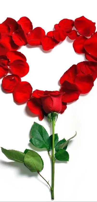 Heart made of red rose petals with a rose stem on a white background.