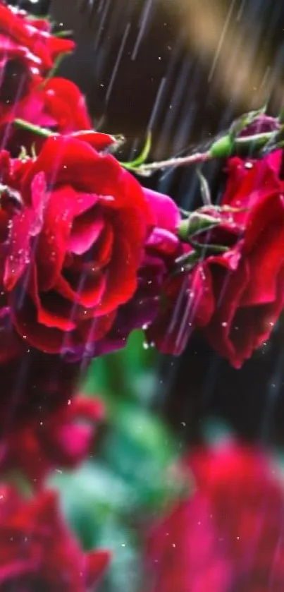 Red roses in the rain mobile phone wallpaper.