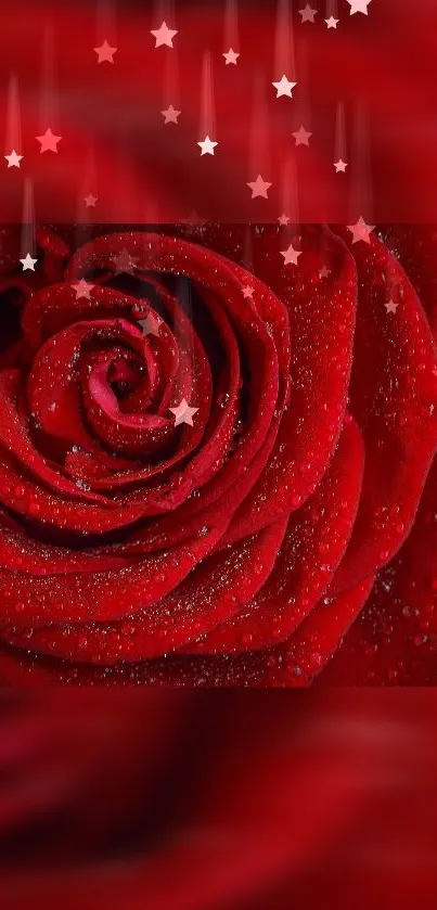 Romantic red rose wallpaper with star accents.