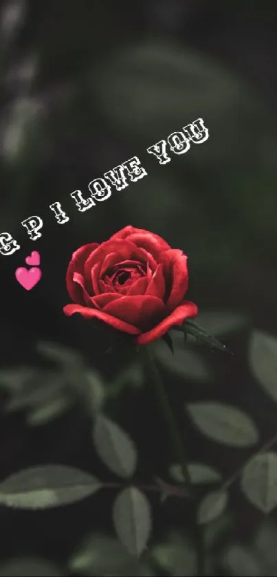 Vibrant red rose with 'I love you' text on mobile wallpaper.