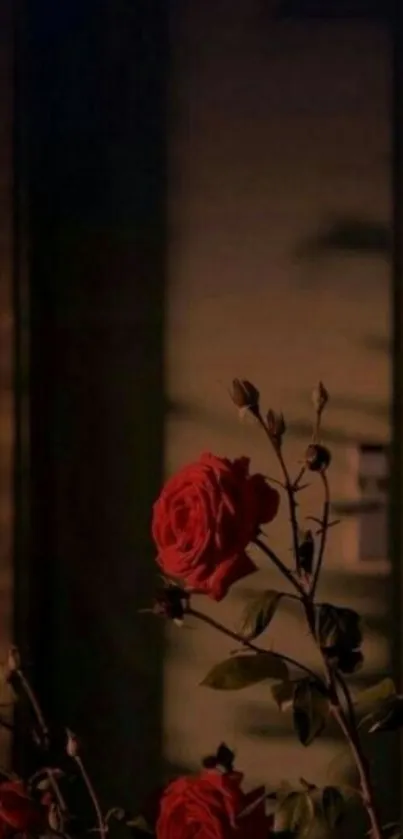 A romantic red rose with dark, moody background.