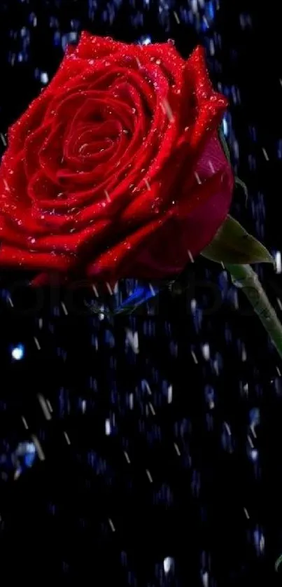 Romantic red rose with dewdrops on dark background wallpaper.