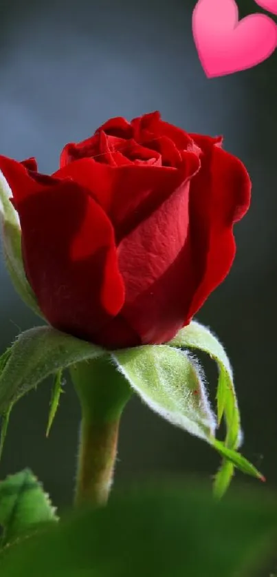 Red rose with green leaves and pink heart shapes in the background.