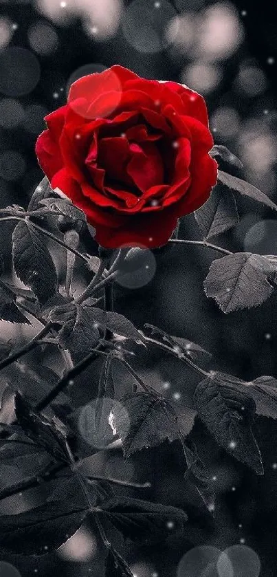 Red rose with dark leaves mobile wallpaper.