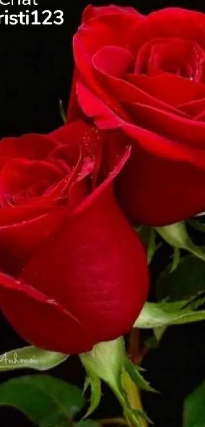 Vibrant red roses with green leaves on a black background.