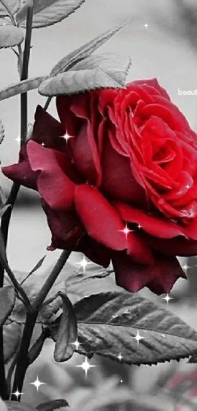 Beautiful crimson red rose with grayscale leaves.