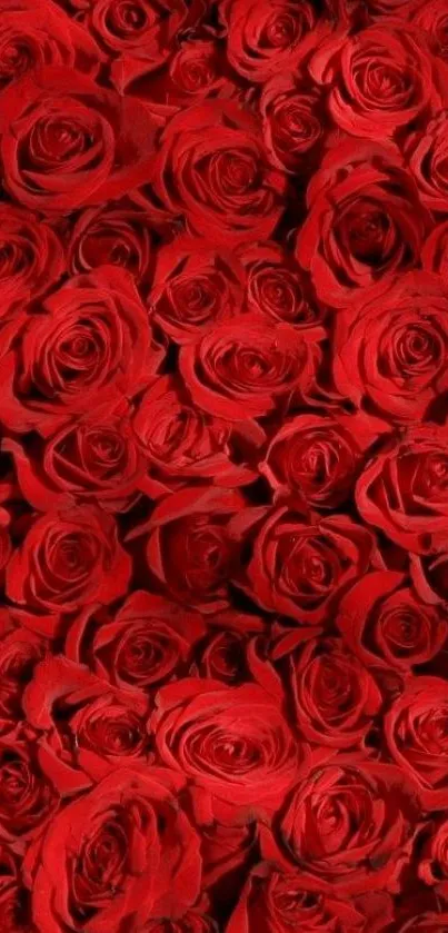 Vibrant red roses forming a romantic wallpaper.