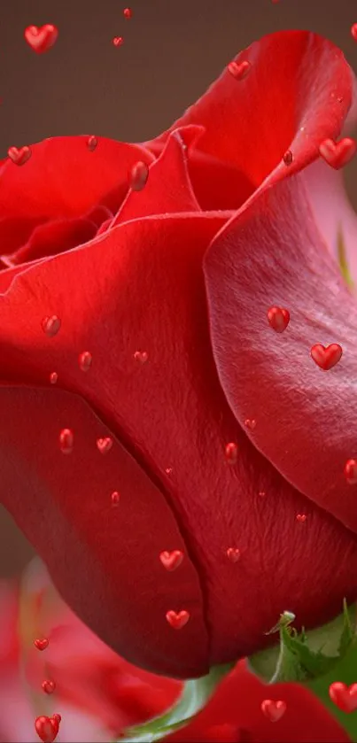 Vivid red rose with heart shapes adds romance to your phone screen.