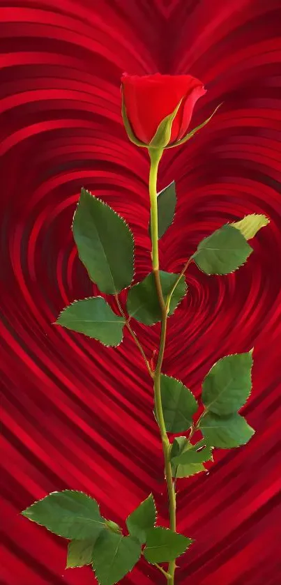 Red rose against a heart background wallpaper.