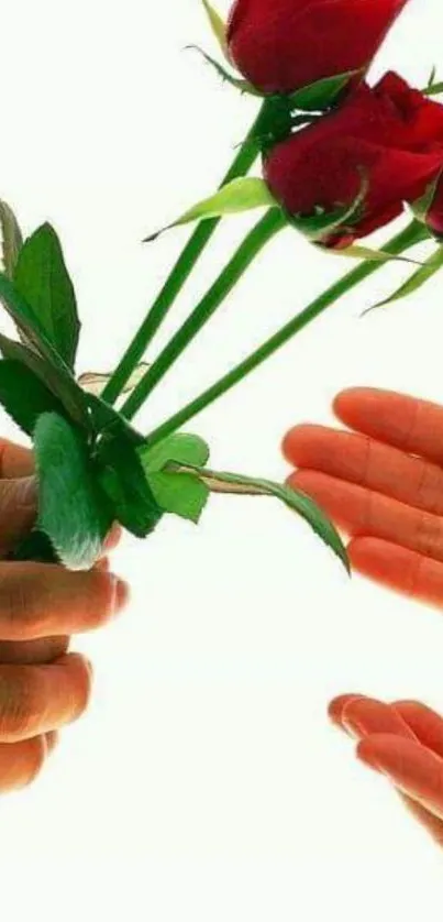 Three vibrant red roses being handed over.