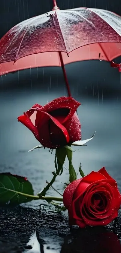 Red roses under a translucent umbrella on a rainy dark background.