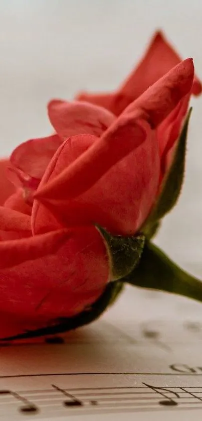 Close-up red rose on music sheet wallpaper.