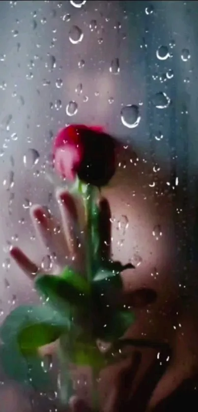 Romantic rose behind raindrop-speckled glass wallpaper.