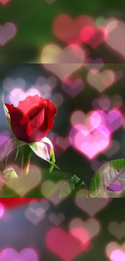 Red rose with heart-shaped bokeh background, creating a romantic vibe.