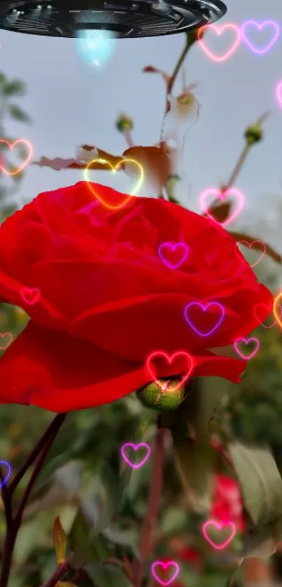 Red rose with glowing hearts on garden wallpaper.