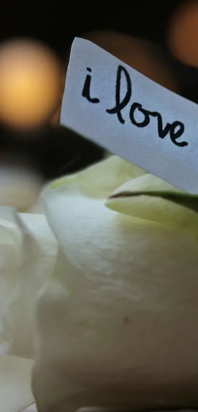 White rose with an 'I love you' note in soft focus.