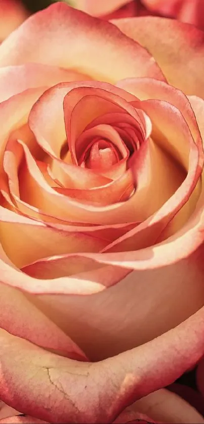 Delicate pink and cream roses in a romantic mobile wallpaper.