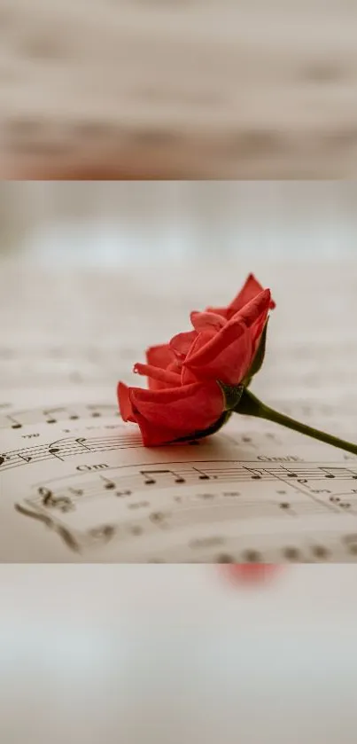 Red rose on vintage music sheet wallpaper, perfect for elegant themes.