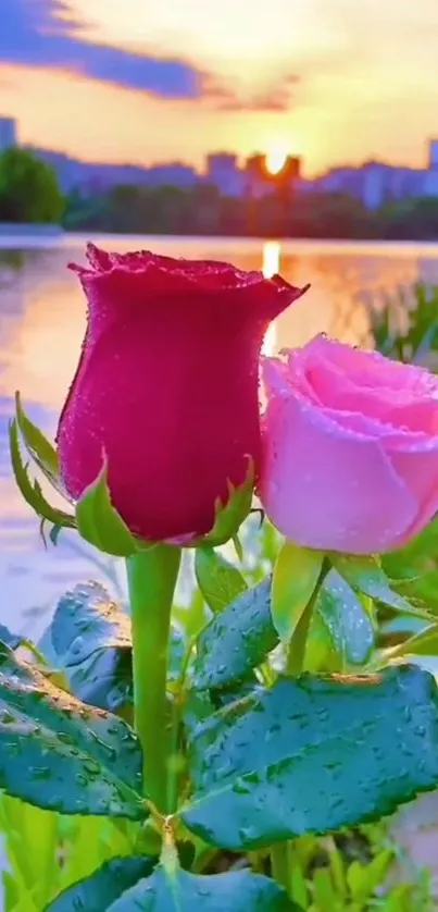 Beautiful red and pink roses by a tranquil lake at sunset.