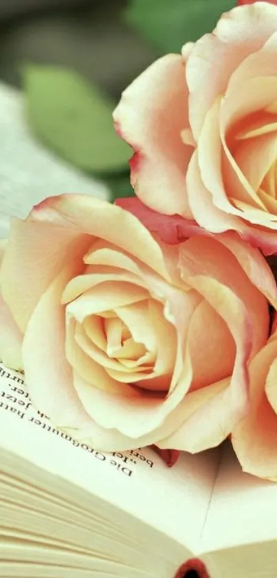 Romantic roses placed on an open book.