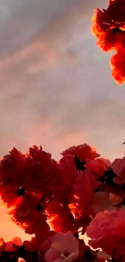 Romantic sunset with vibrant red flowers silhouetted against a serene evening sky.