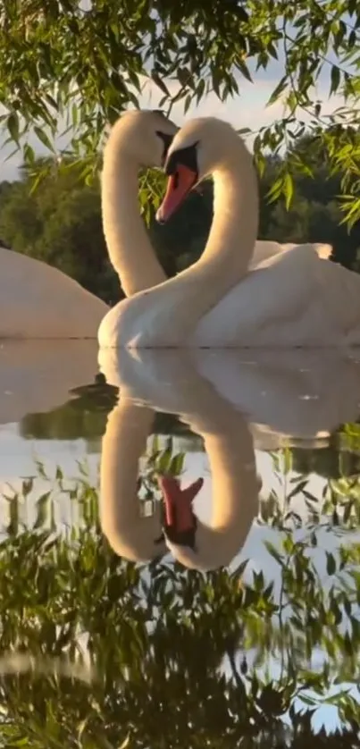 Two swans forming a heart shape with their necks over a calm lake reflection.