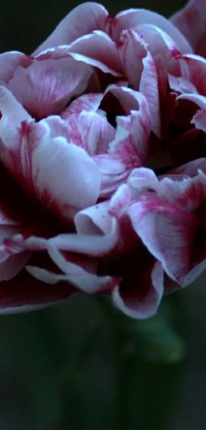 Dark maroon tulip with soft white petals against a moody background.