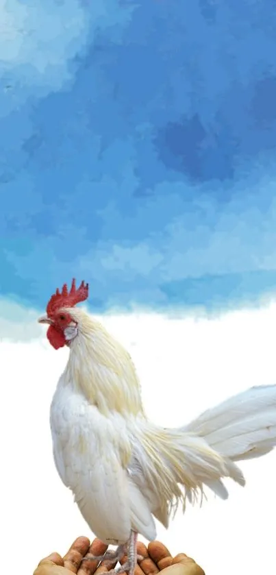 White rooster on hands with blue sky background.