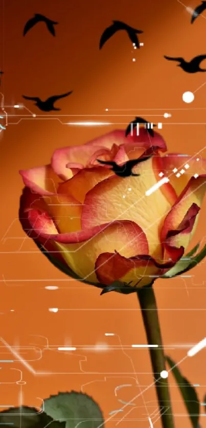 Orange rose with birds on a vibrant background.