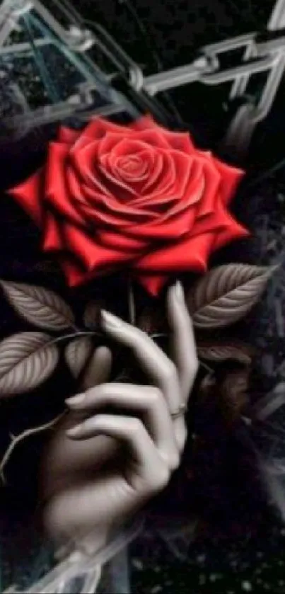 Red rose and hand against dark background.