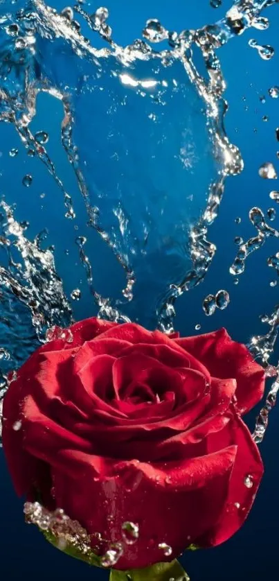 Red rose with water splash on blue background wallpaper.