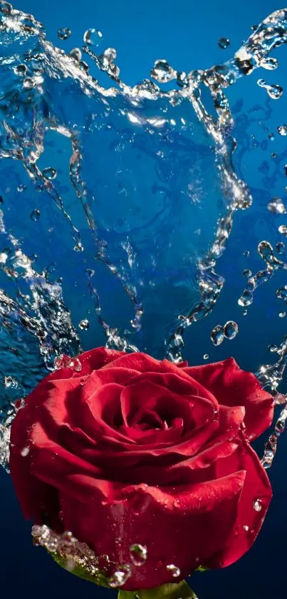 Red rose with splashing water on blue background wallpaper.