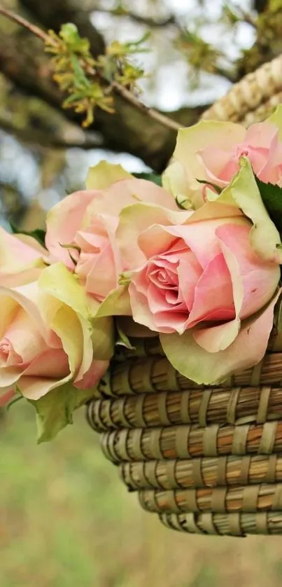 Basket of pink roses hanging on a tree branch.