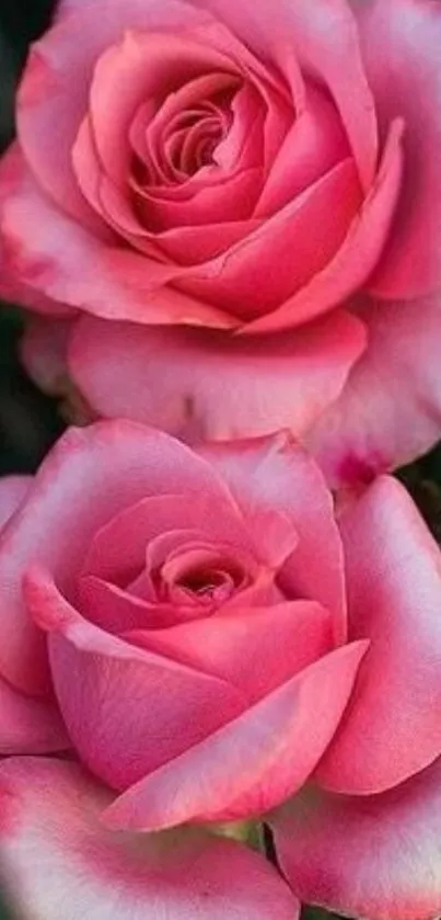 Two vibrant pink roses in bloom on a dark background.