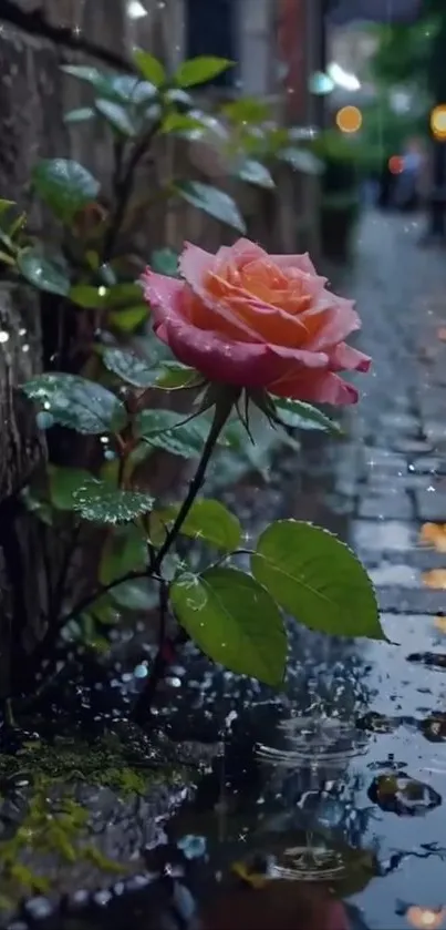 A rose blooms in a rainy urban alley.