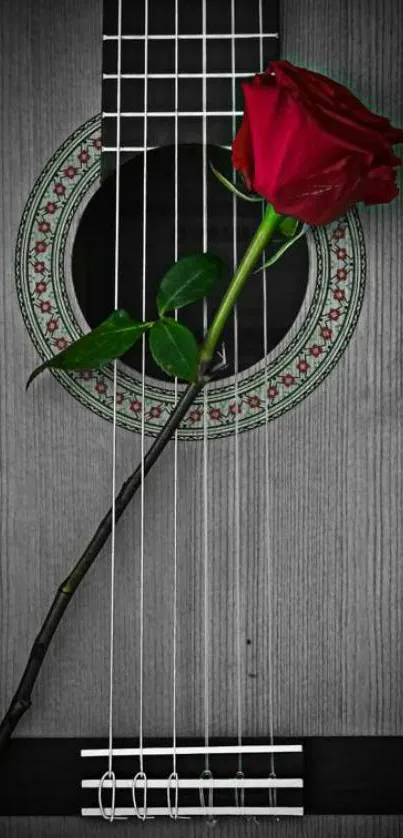 A vivid red rose laying on guitar strings with a monochrome background.